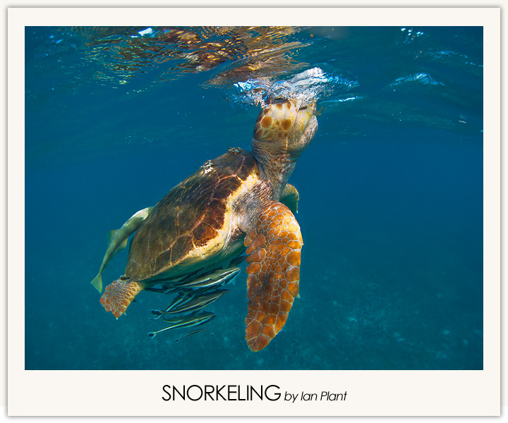 Snorkeling