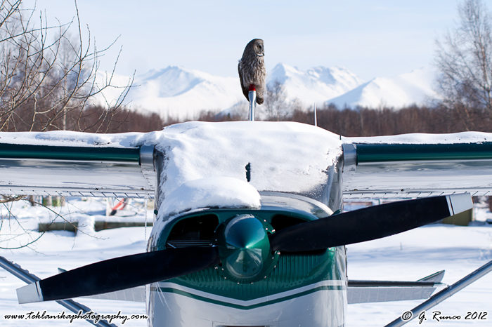 Alaska's Winter Birds