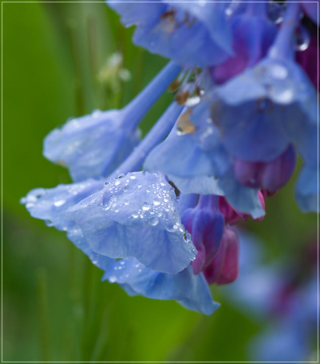 Virginia Bluebells