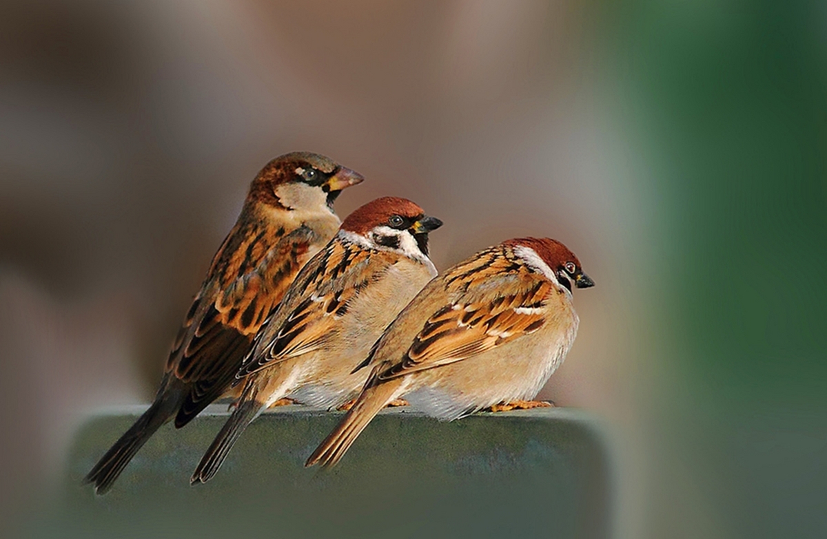 Sparrows