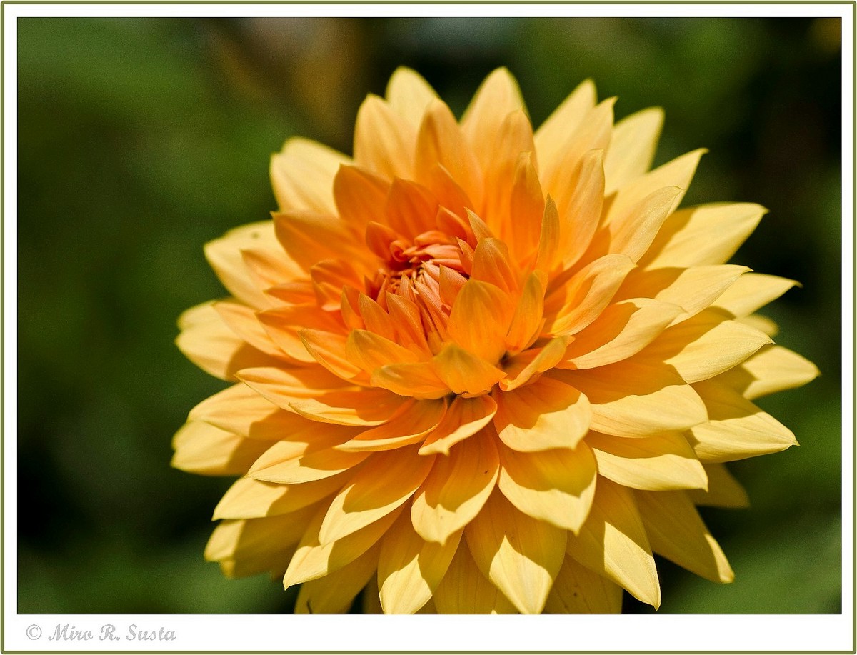 Yellow Dahlia