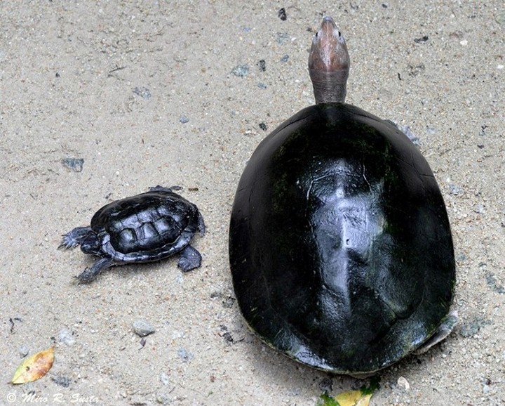 Big&Small Turtle  WC-526
