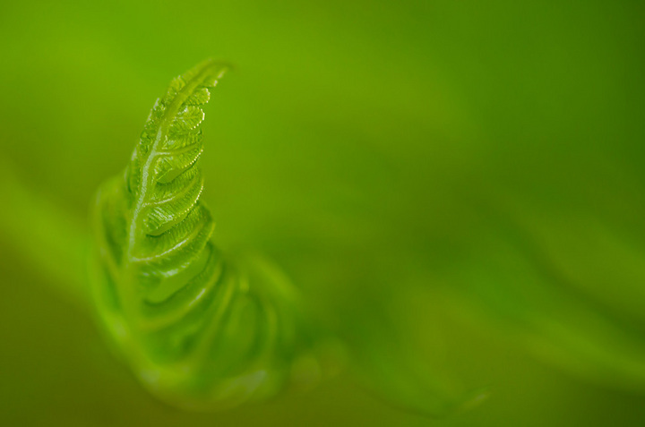 Springs Beckoning
