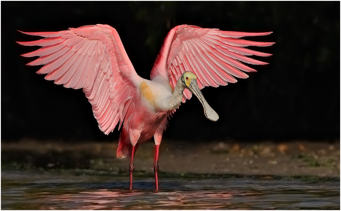 Roseate Spoonbill