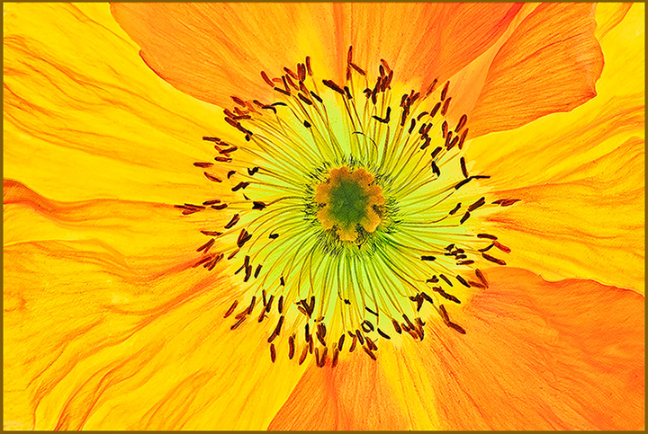 Translucent poppy