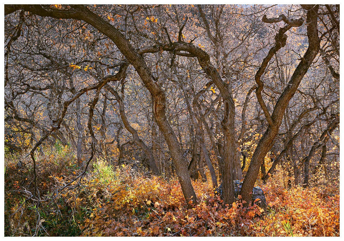 Oak Enchantment