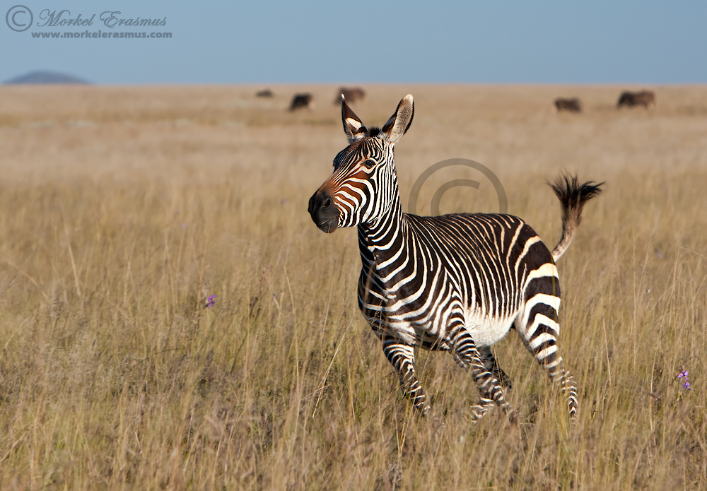Mountain Zebra Launch