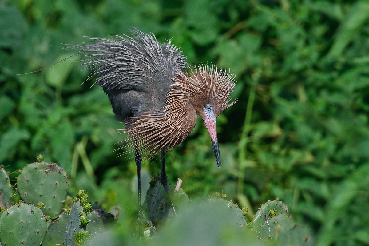 Reddish Egret With Repost