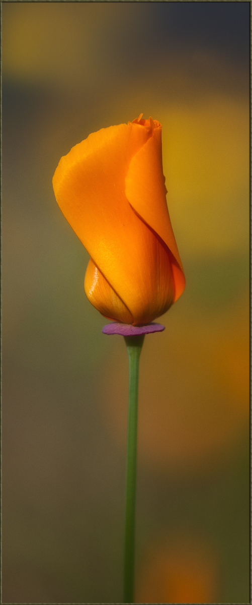 California Poppy w/Edit