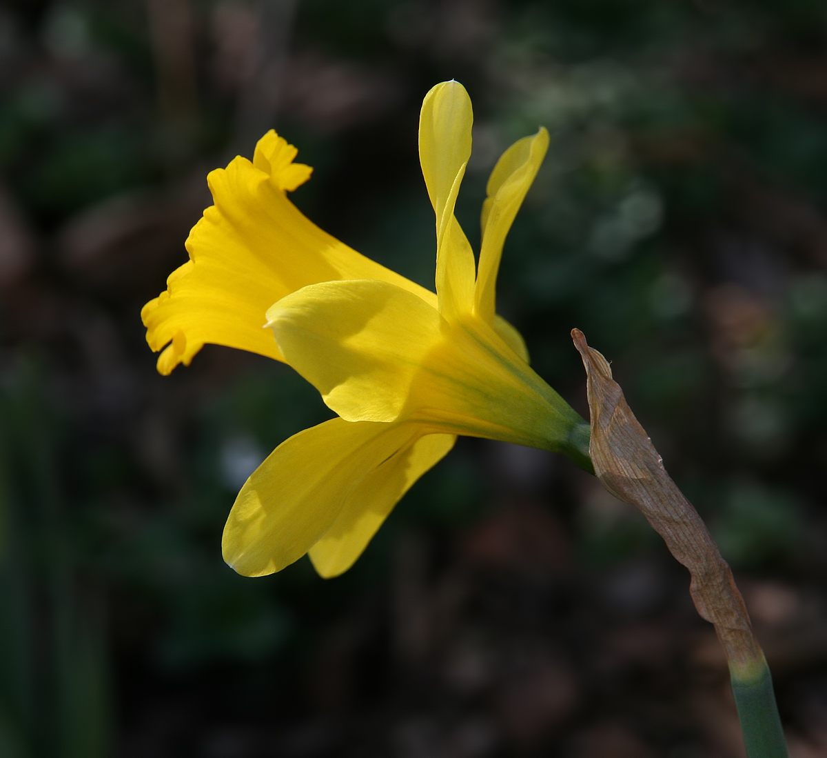 First Daffodil #2