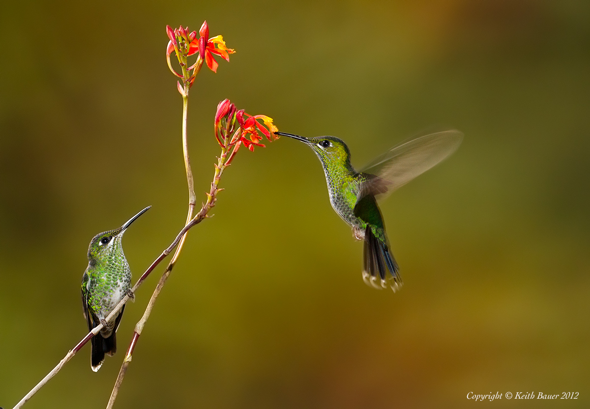 Wing Blurs