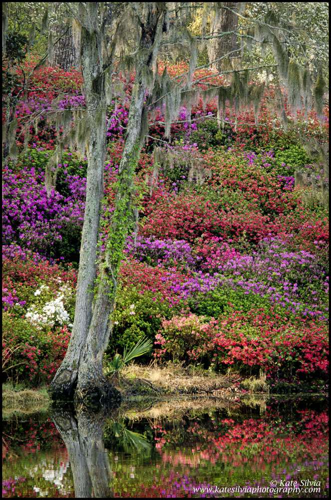 Azalea Hill at Middleton