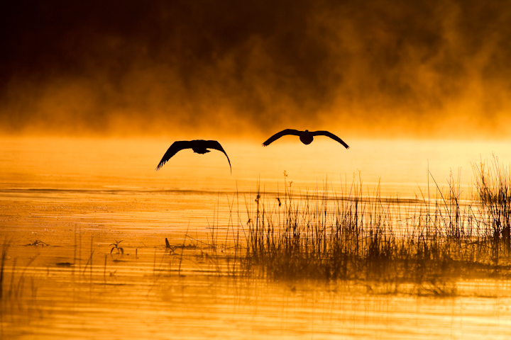 Birds On Time