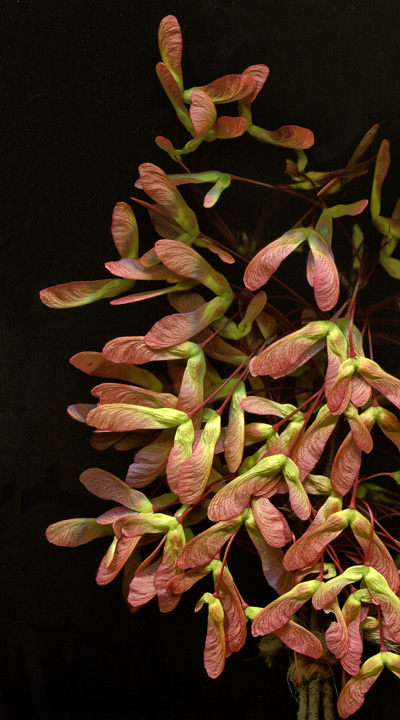 Maple Seed Pods