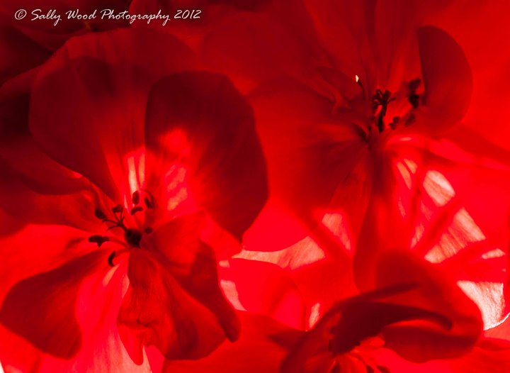 Geranium Details