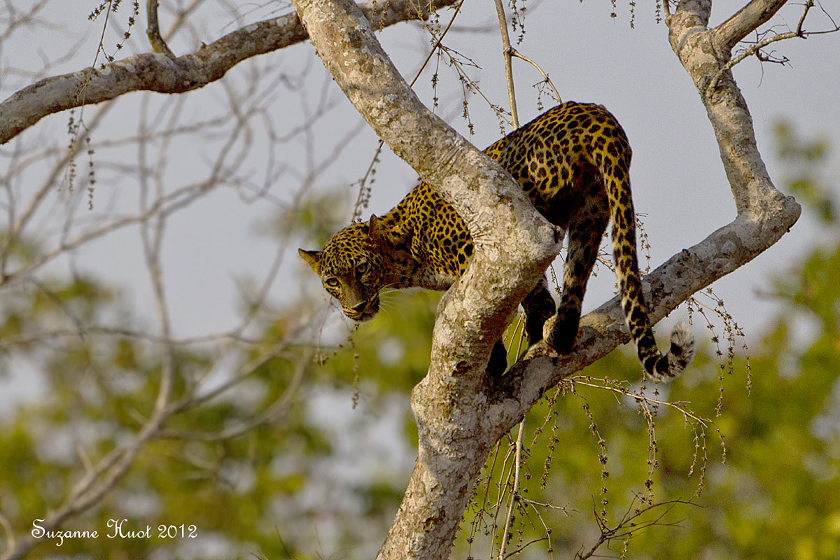 Indian Leopard