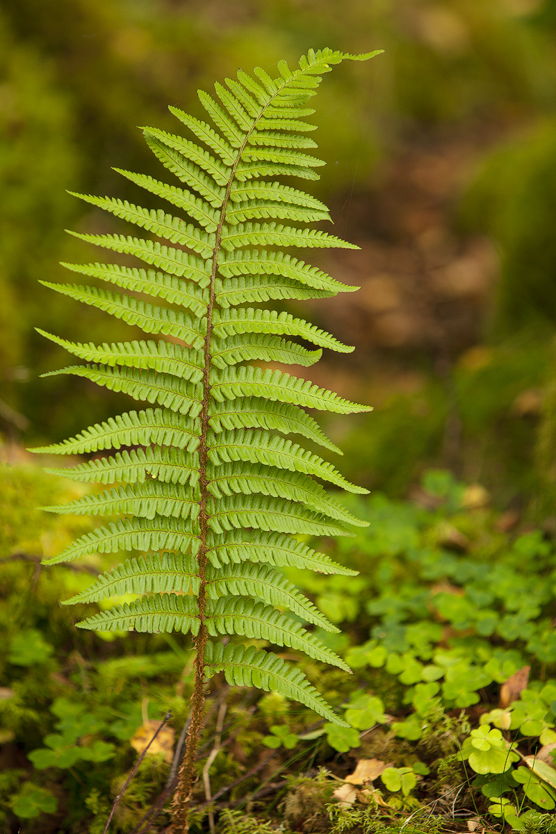 Fern Portrait + Repost