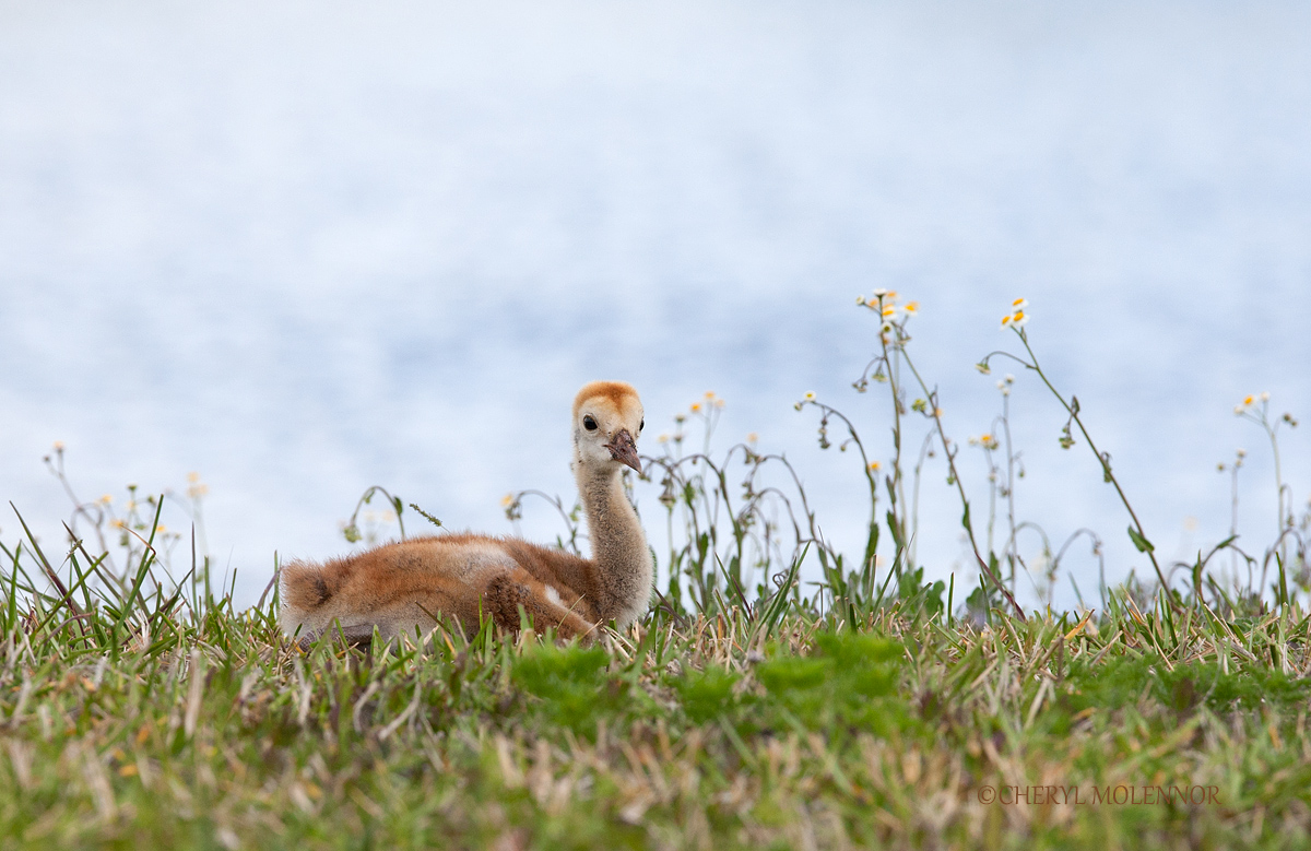 Sandhill Chick /W Repost