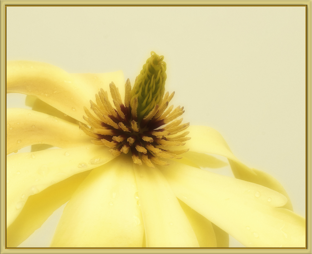 Yellow Magnolia