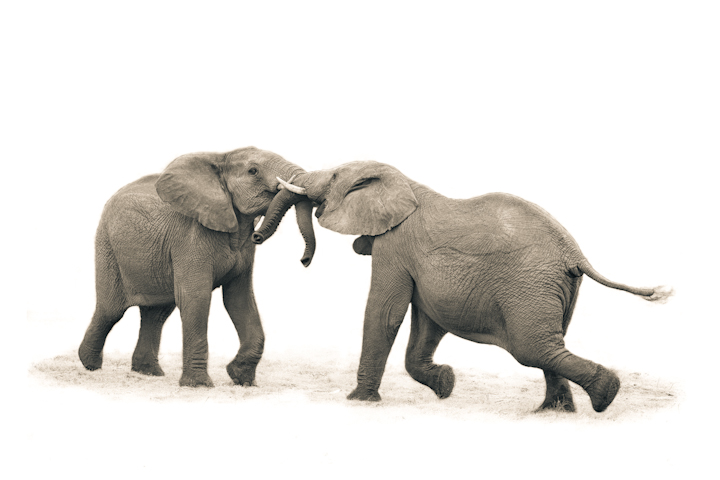 Art Of Addo