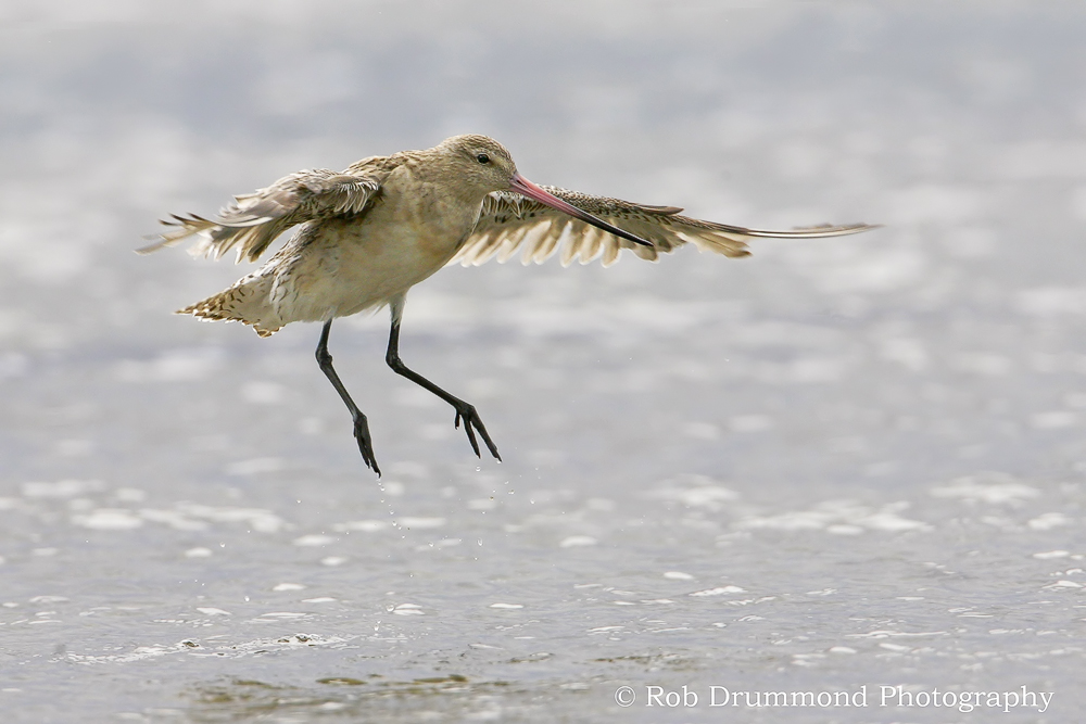 Bar-tailed Godwit