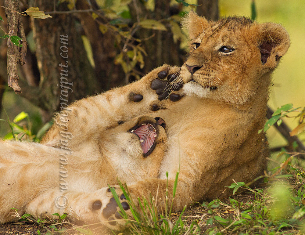 In the African Bush