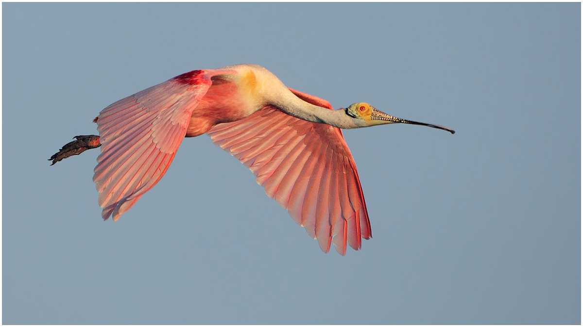 Spoonbill Rising