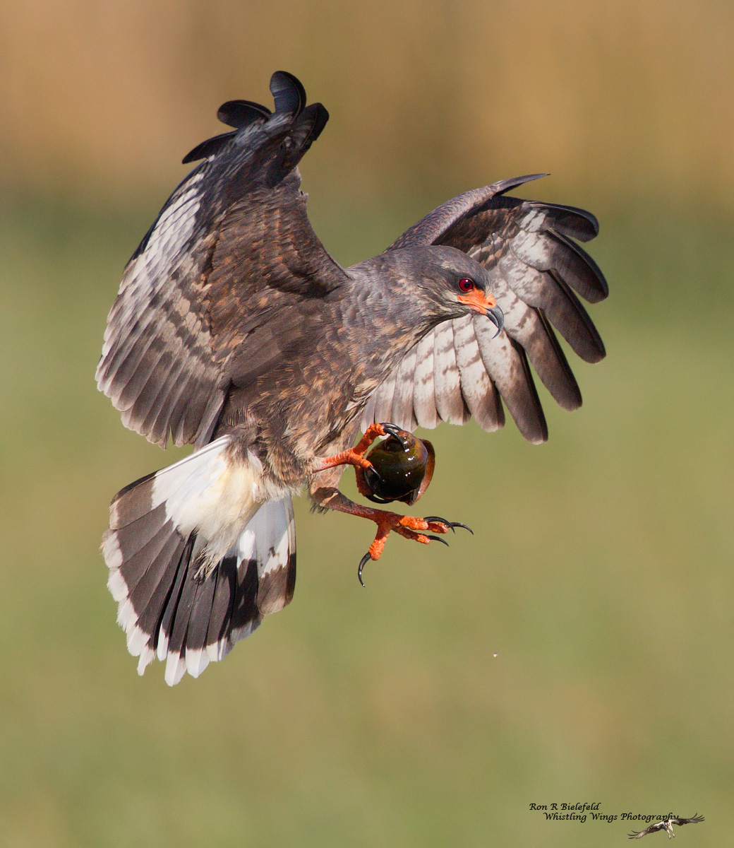 Snail kite 