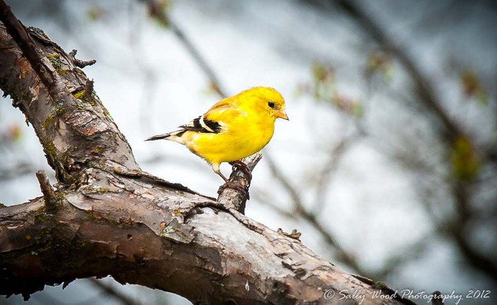 Yellow Finch! 