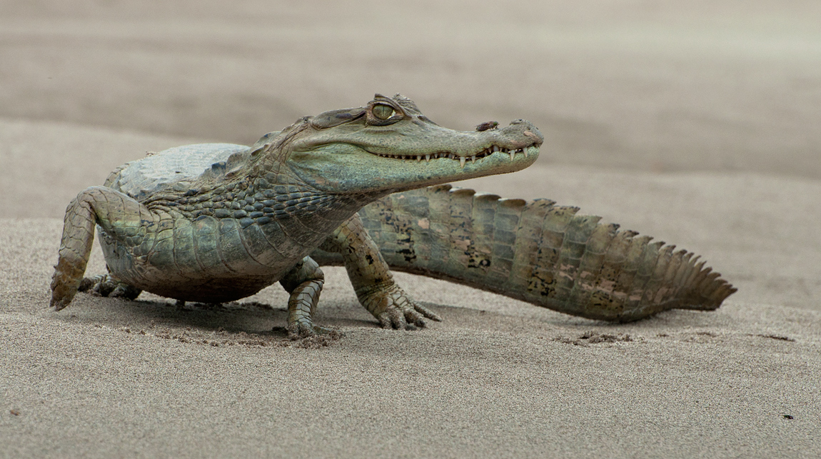 Spectacled Caiman + REPOST