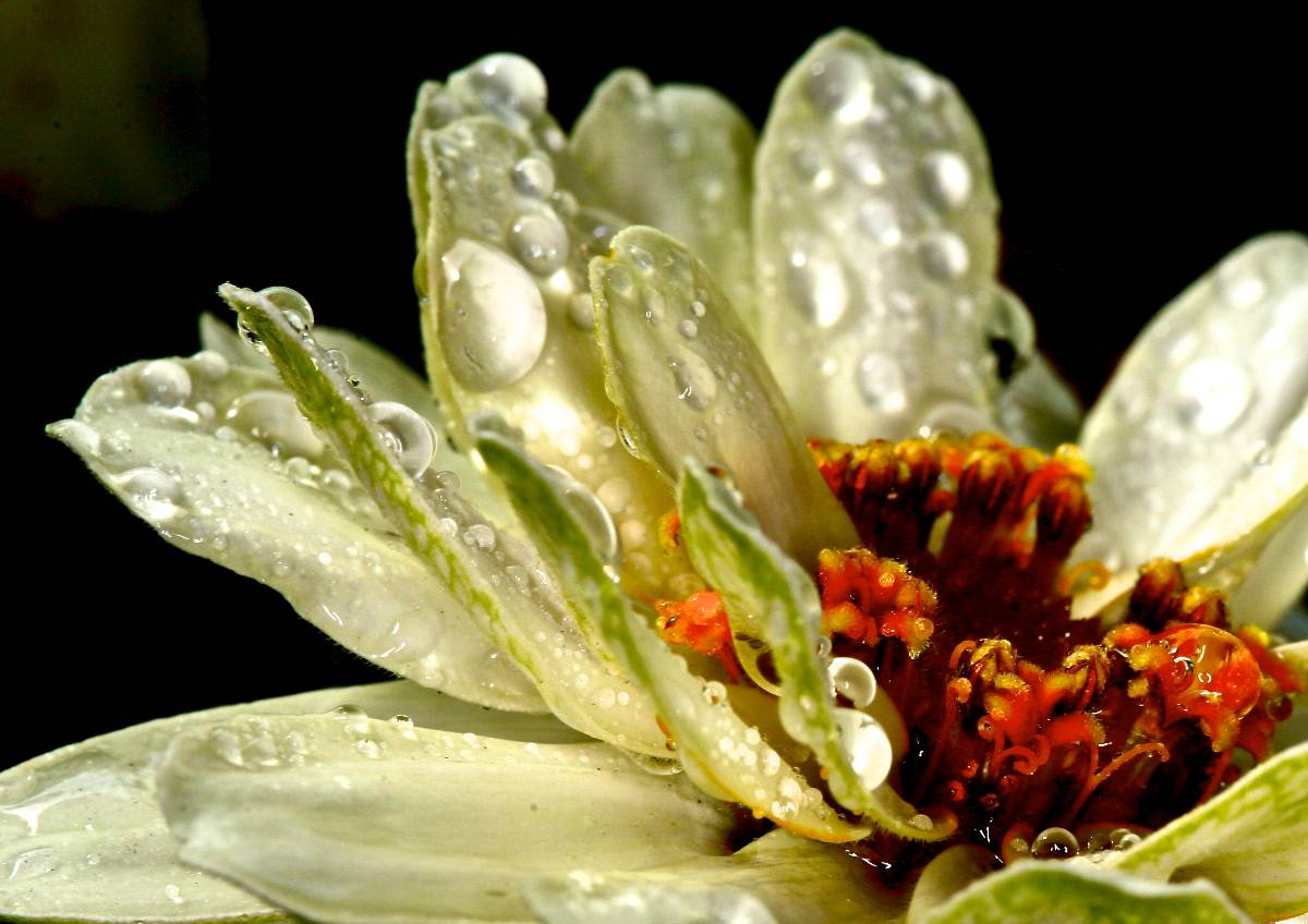 Flower drops