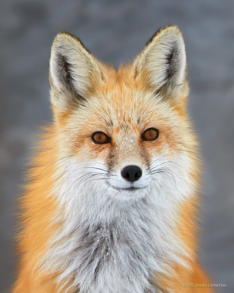Fox Portrait + REPOST