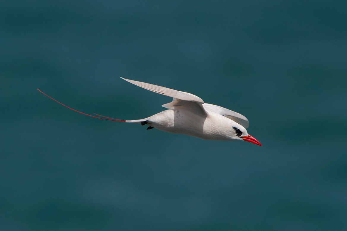 Red-tailed Tropicbird