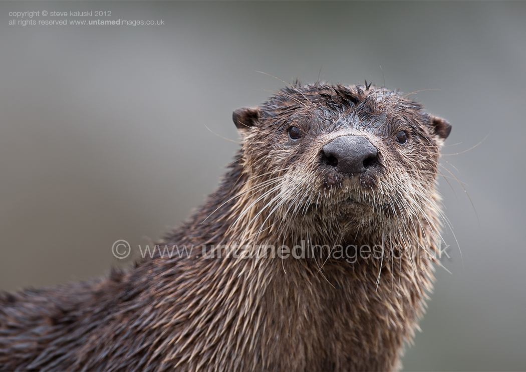 River Otter