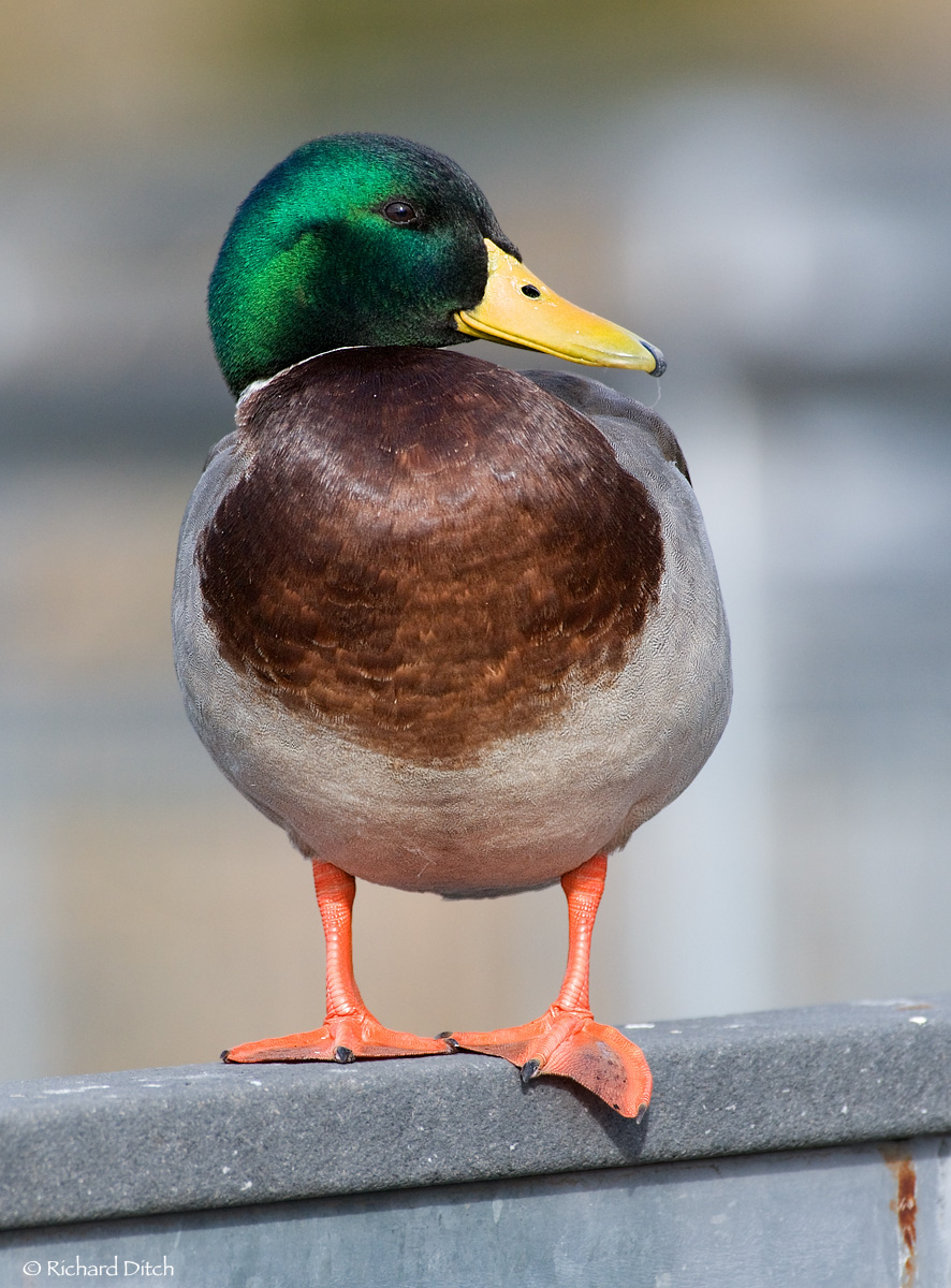 Mallard