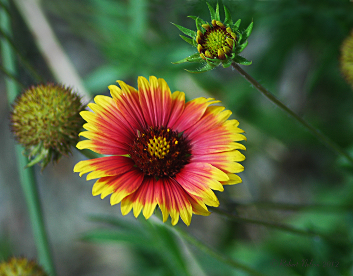 Beach Blooms + repost