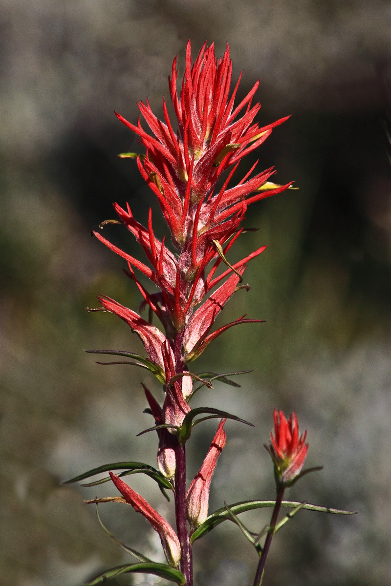 A Paintbrush