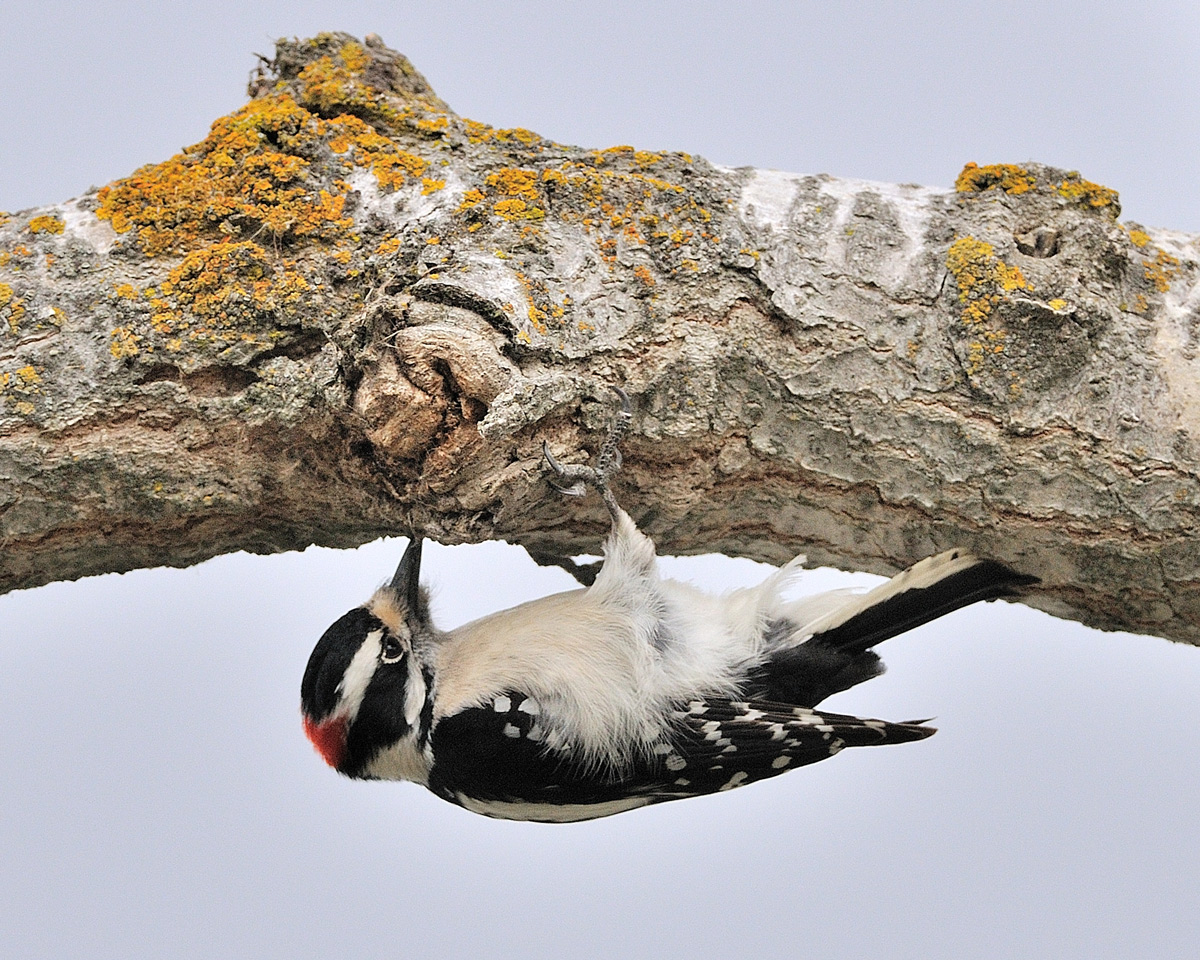 Male Downy