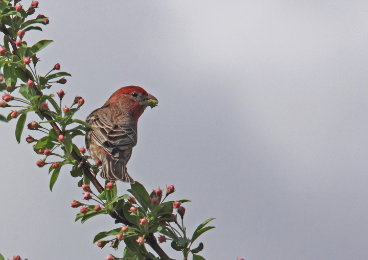 house finch