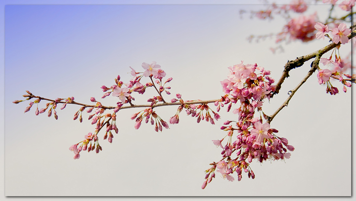 Cherry Branch