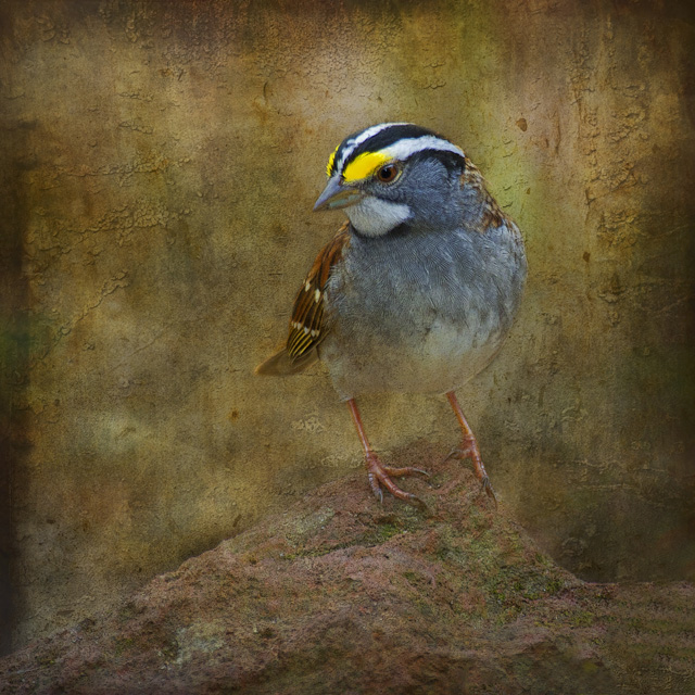 White-throated Sparrow