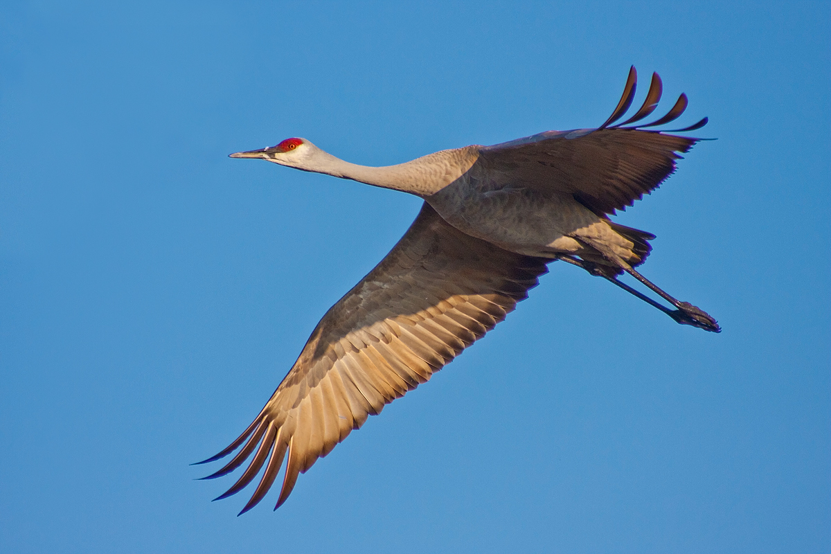 Crane in Flight Repost