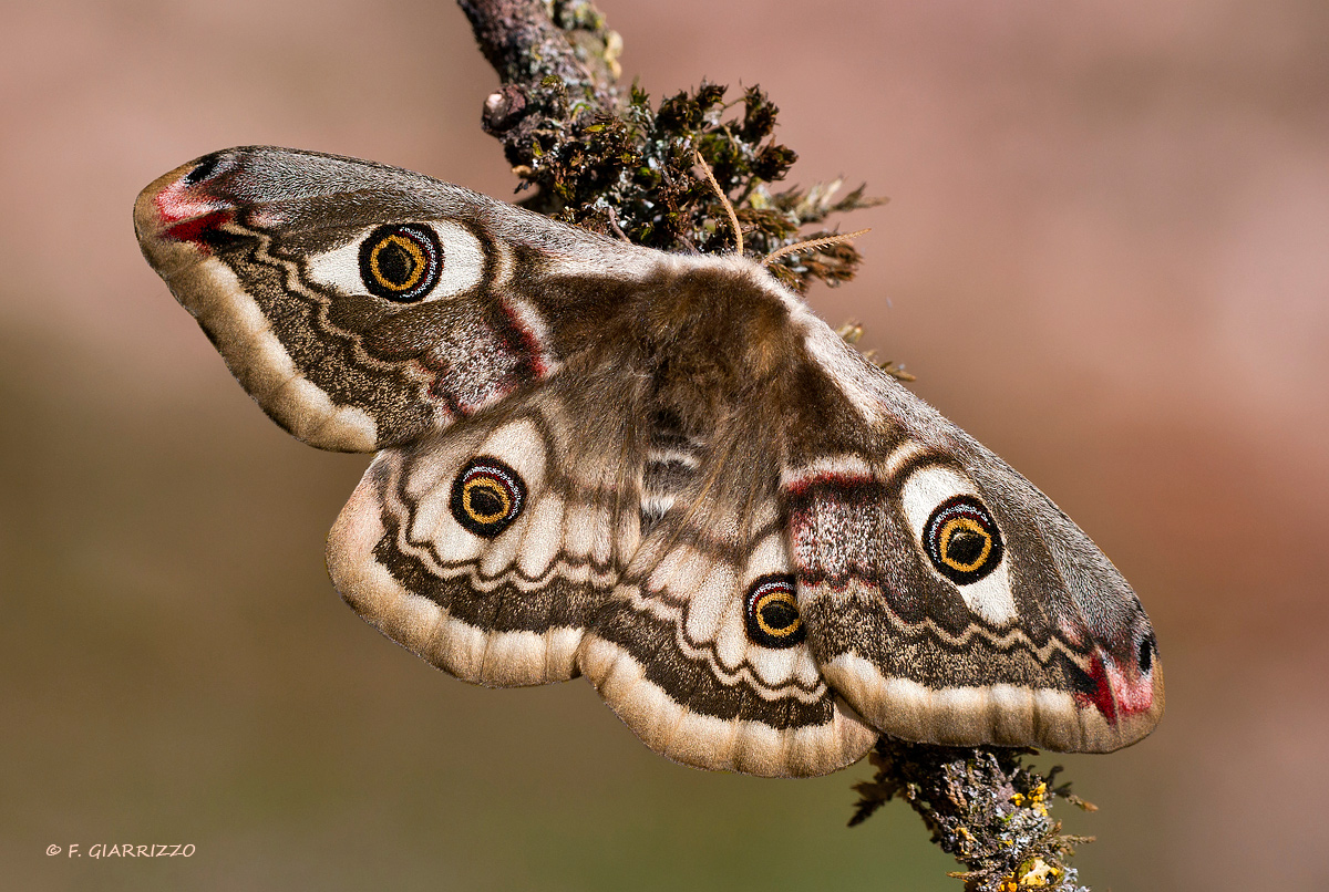 Emperor moth