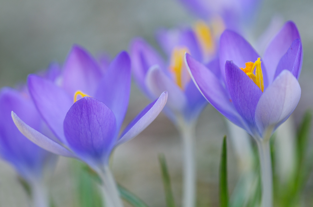 Crocus series #1