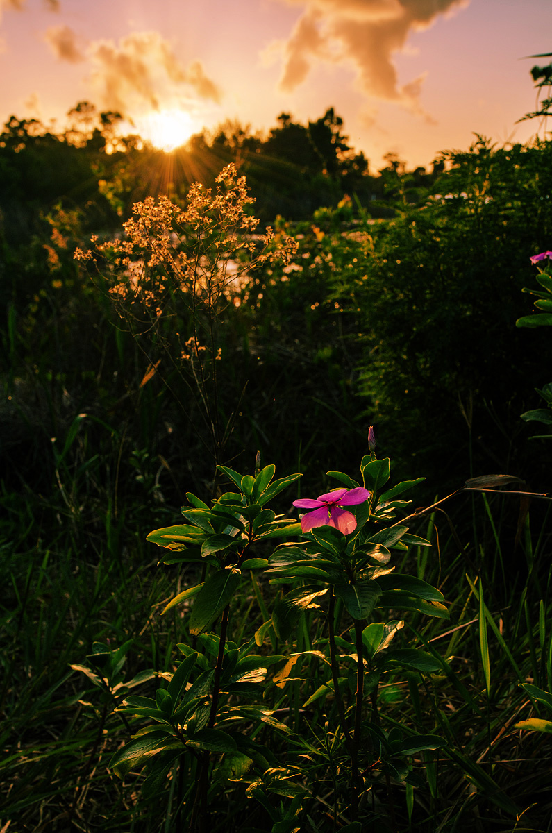 The color of morning