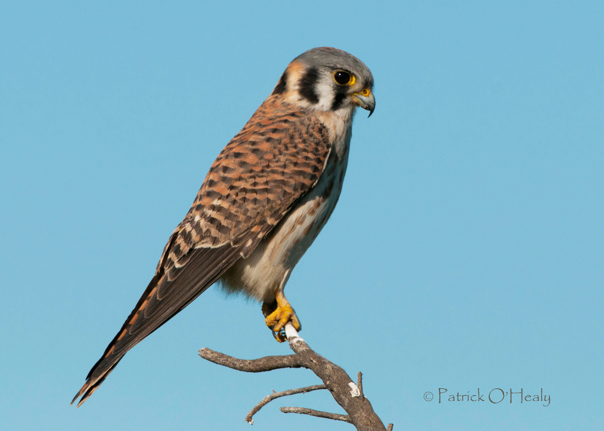 Pensive Kestrel Female