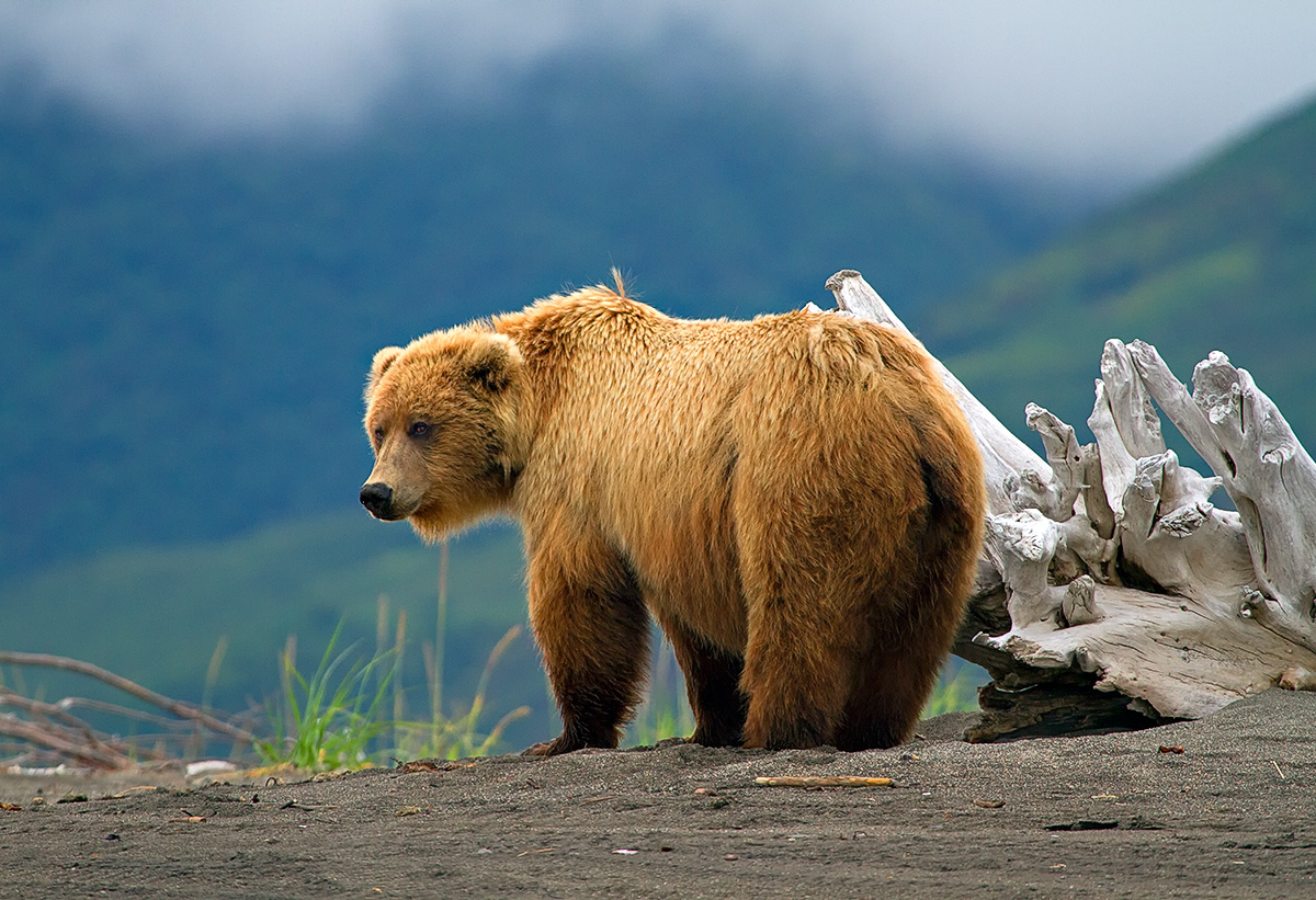 Bear And Driftwood
