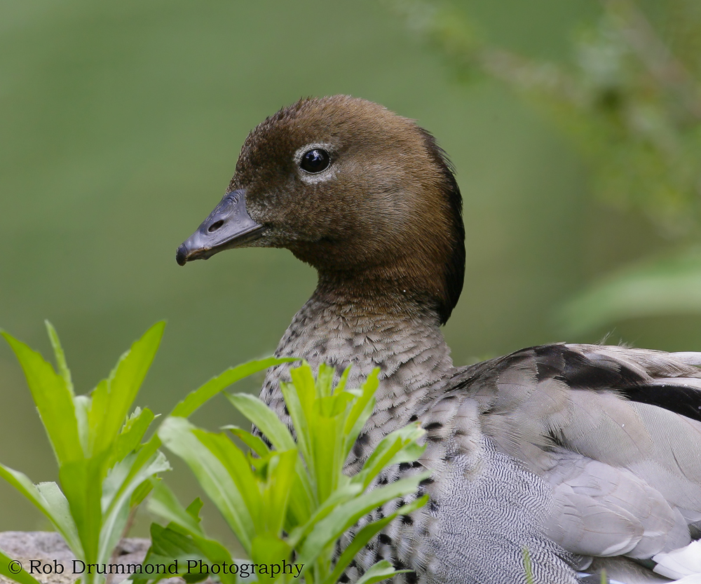 Australian Wood Duck