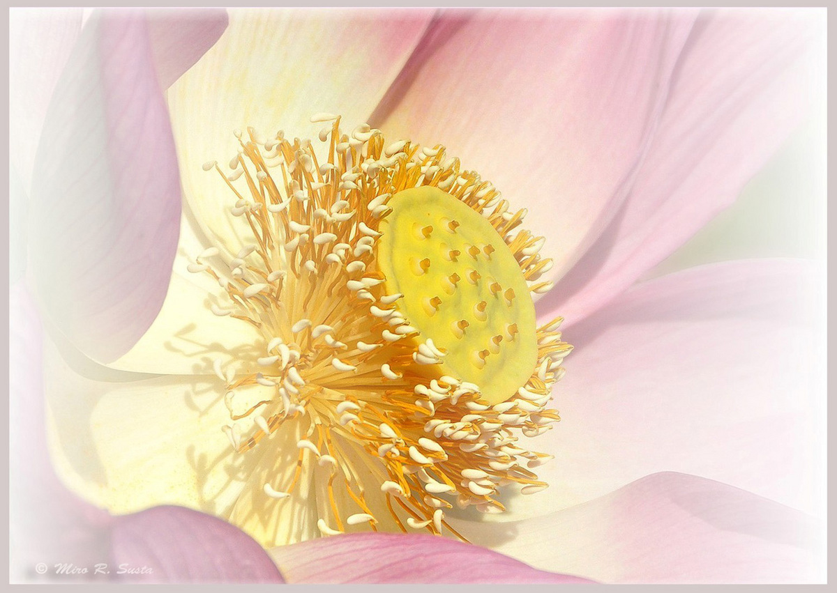 Lotus Flower