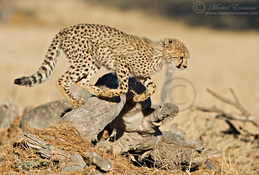 Cheetah Hurdle